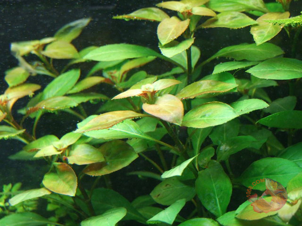 Cây táo xanh có tên khoa học Ludwigia Palustris hay người chơi cây thủy sinh hay goi nó cây vú sữa được phổ biến trong các sở thích thủy sinh trong nhiều năm và cũng dễ dàng tìm thấy. Một số hình dạng của loài này hiện đang phổ biến, bao gồm hình dạng lá như lá cây táo hình thoi màu đỏ ngã màu xanh Cây táo xanh  thường được tìm thấy ở miền nam Việt Nam.
